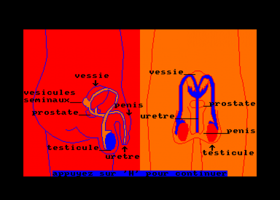 El Cuerpo Humano - Aparato Reproductor Screenshot 5 (Amstrad CPC464)