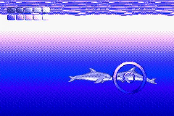 Ecco The Dolphin