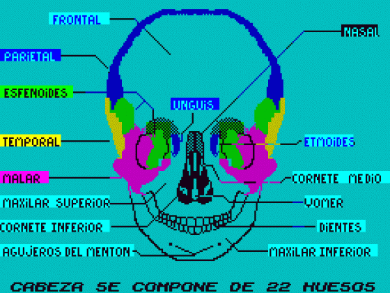 El Esqueleto Humano